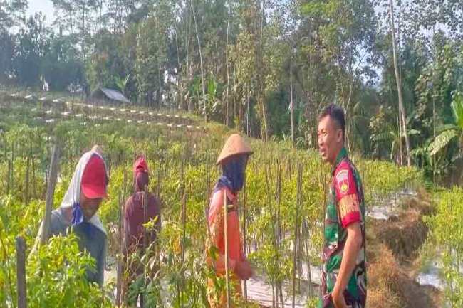 Ciptakan Kemanunggalan TNI-Rakyat, Babinsa Dampingi Petani Panen Cabe