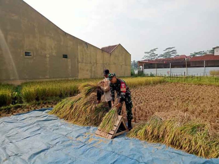 Bentuk Peduli Terhadap Warga Binaan Babinsa Bantu Petani Panen Padi 