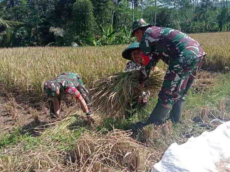 Babinsa tumbuhkan semangat tinggi terhadap para petani