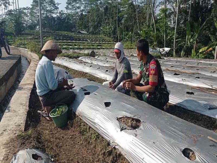 BABINSA KOMSOS DENGAN PETANI CABAI DIWILAYAH BINAAN