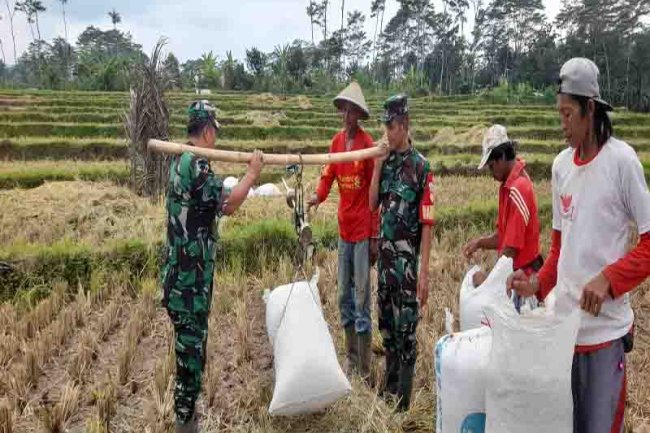 Babinsa Madukara Bantu Para Petani Wujudkan Pangan Di Desa Binaan
