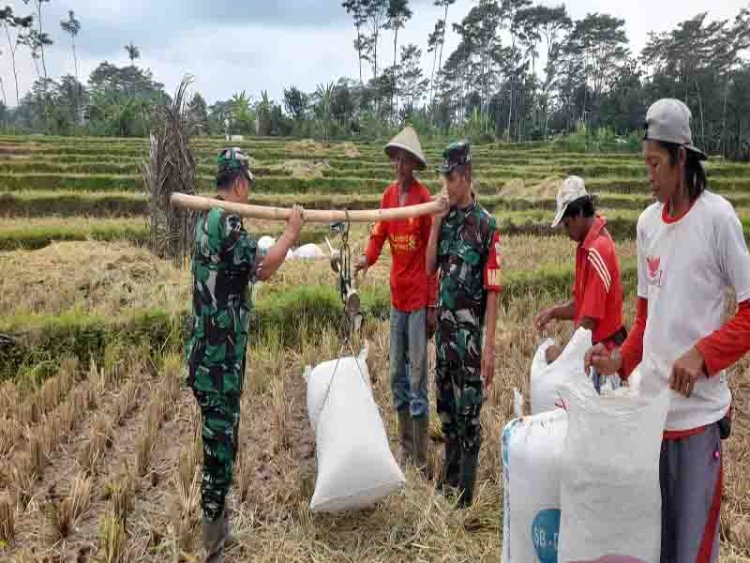 Babinsa Madukara Bantu Para Petani Wujudkan Pangan Di Desa Binaan