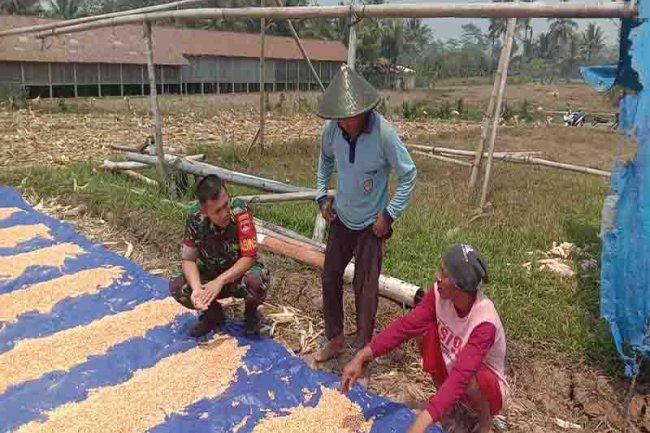 BABINSA KORAMIL 14/MADUKARA KOMSOS DENGAN PETANI JAGUNG DIWILAYAH BINAAN