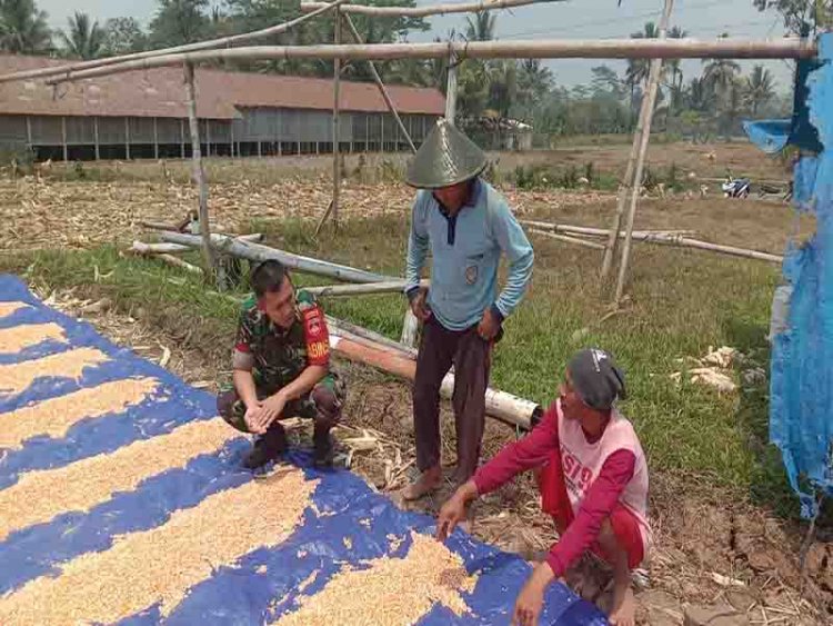 BABINSA KORAMIL 14/MADUKARA KOMSOS DENGAN PETANI JAGUNG DIWILAYAH BINAAN