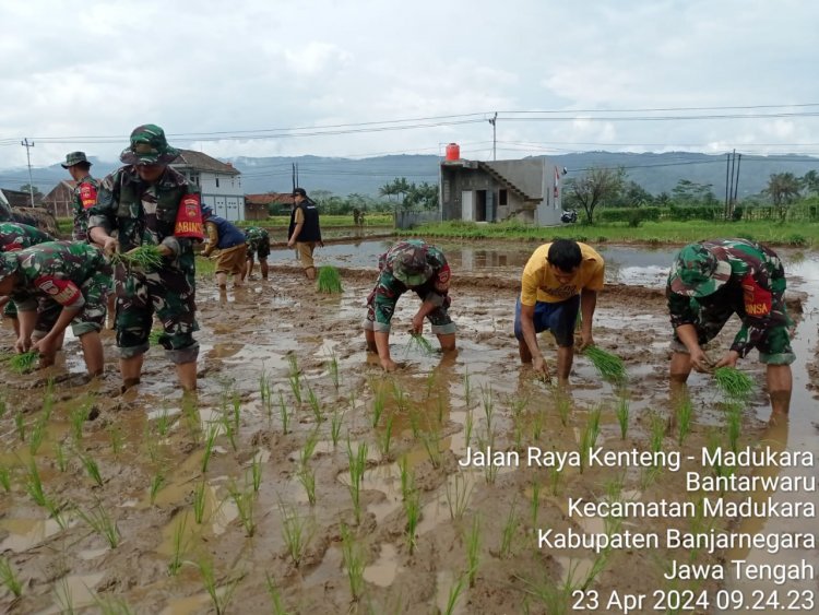 Sukseskan Swasembada Pangan, Babinsa  Koramil 14/Madukara Dampingi Petani Tanam Padi 