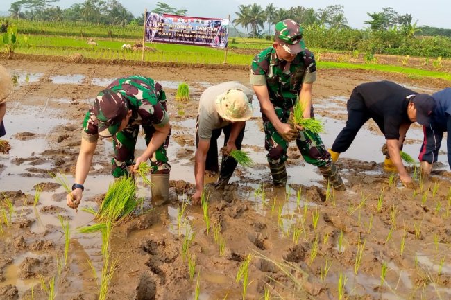 Demi Bangkitkan Semangat Ketahanan Pangan Nasional, Dandim 0704/Banjarnegara Turun Ke sawah.