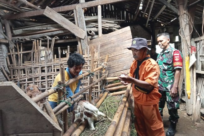Cegah Penyakit Hewan Ternak, Babinsa Ikut Dampingi Vaksinasi di Desa Binaan
