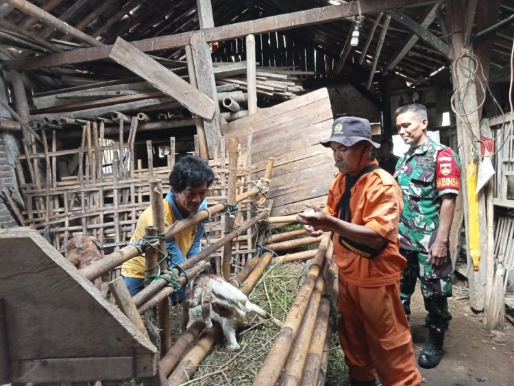 Cegah Penyakit Hewan Ternak, Babinsa Ikut Dampingi Vaksinasi di Desa Binaan