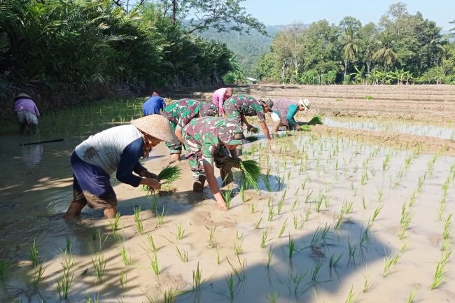 Tingkatkan Hasil Panen Babinsa Bantu Petani Menanam Padi