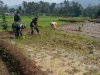 Tanam Padi Bareng Anggota Babinsa dan Poktan Petani