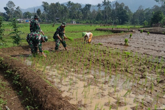 Tanam Padi Bareng Anggota Babinsa dan Poktan Petani