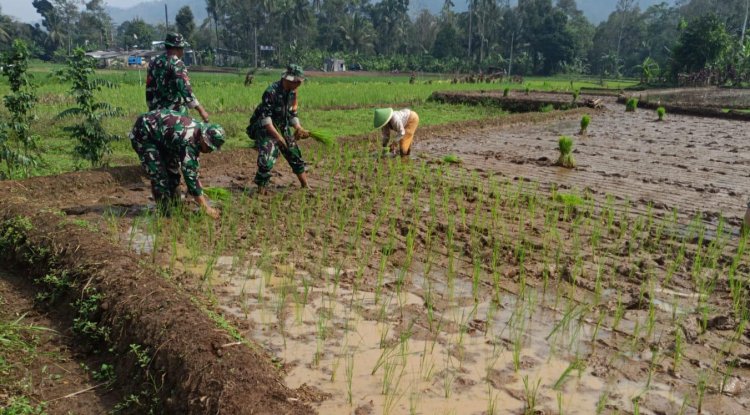 Tanam Padi Bareng Anggota Babinsa dan Poktan Petani