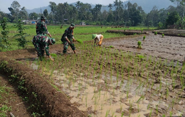 Tanam Padi Bareng Anggota Babinsa dan Poktan Petani