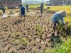 Wujudkan progam pemerintah Koramil 14/Madukara membantu proses panen padi bersama petani