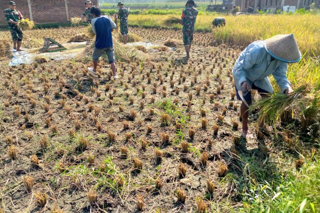 Wujudkan progam pemerintah Koramil 14/Madukara membantu proses panen padi bersama petani