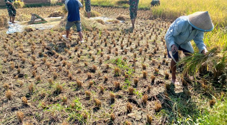 Wujudkan progam pemerintah Koramil 14/Madukara membantu proses panen padi bersama petani