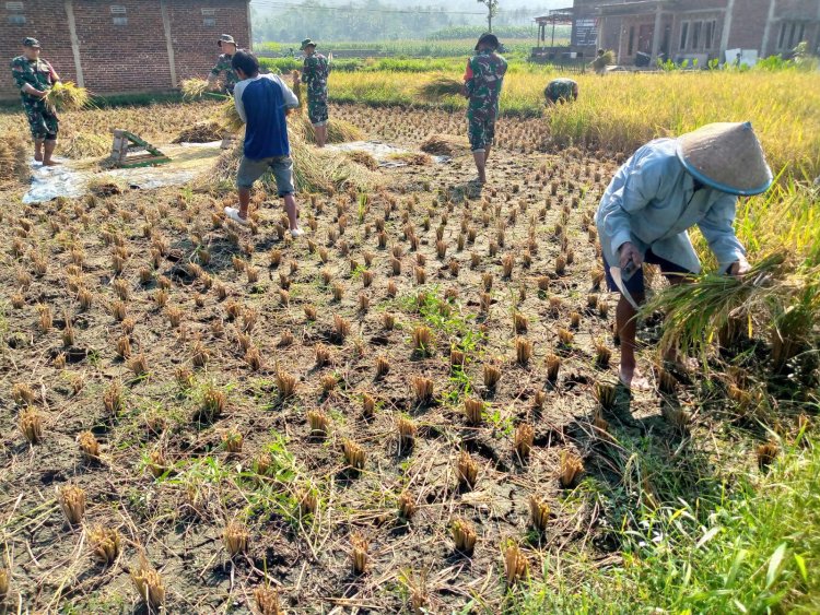 Wujudkan progam pemerintah Koramil 14/Madukara membantu proses panen padi bersama petani